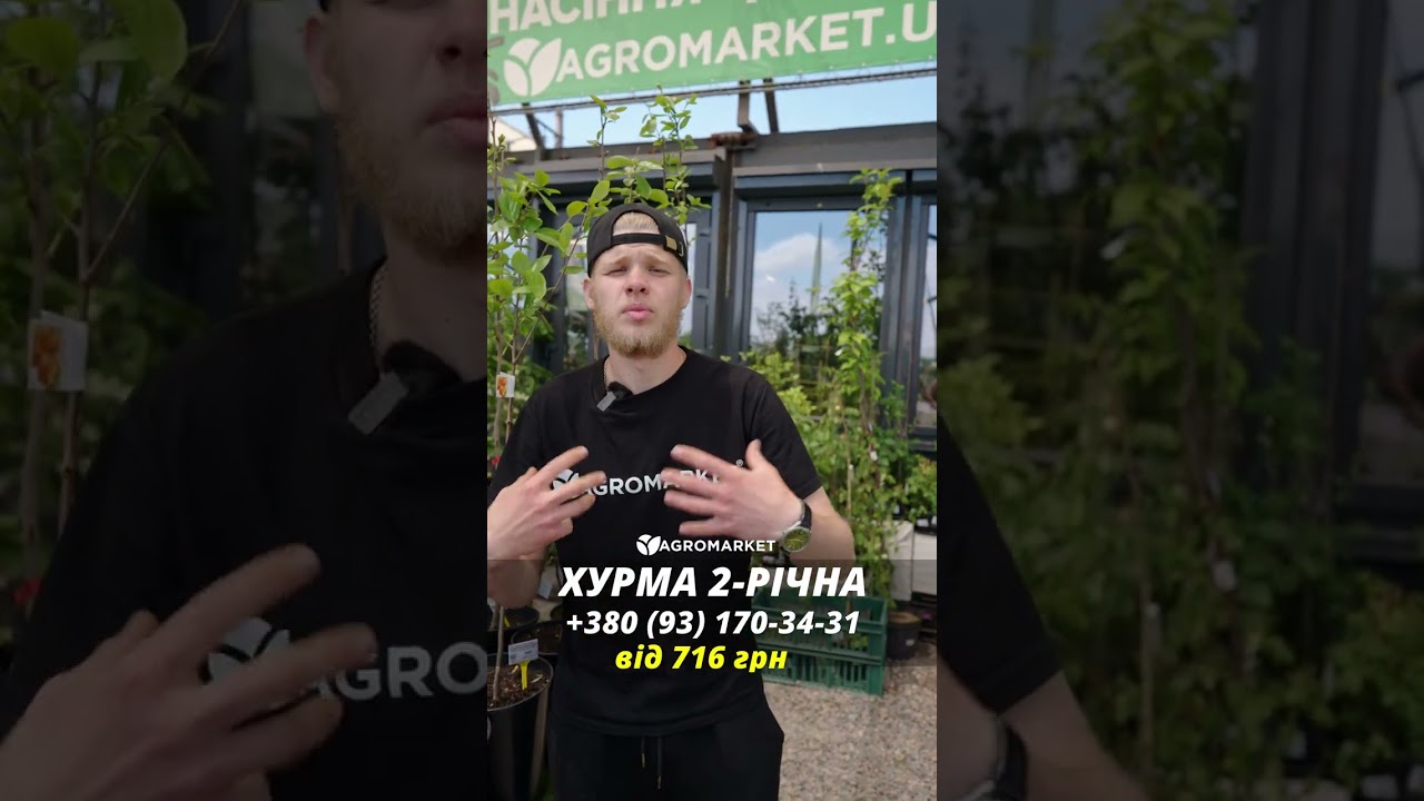 Хурма янтарная на виргинском морозостойком подвое "Гигант" укорененная в контейнере (саженец 2 года)