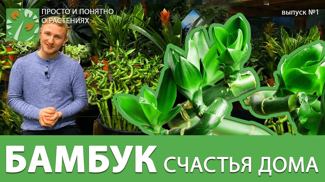 Кордилина южная (драцена) ТМ "Поиск" 5шт