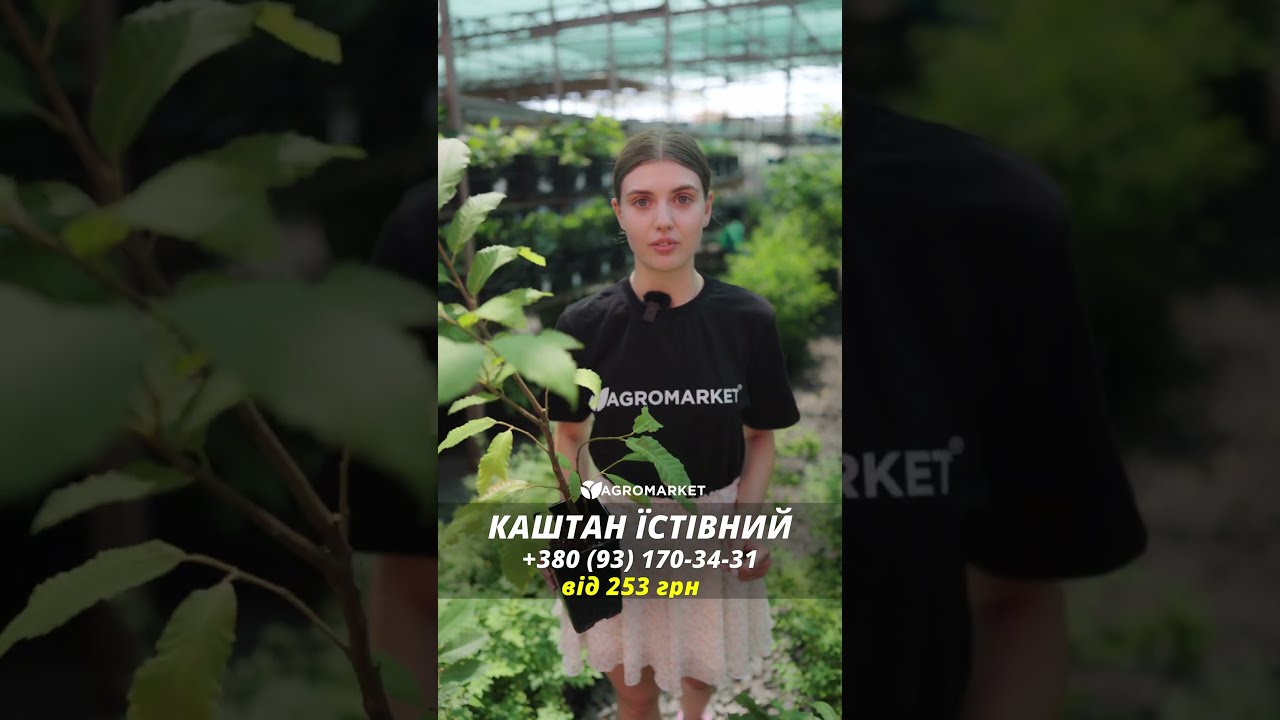Каштан їстівний "Неаполітанський" висота 20см