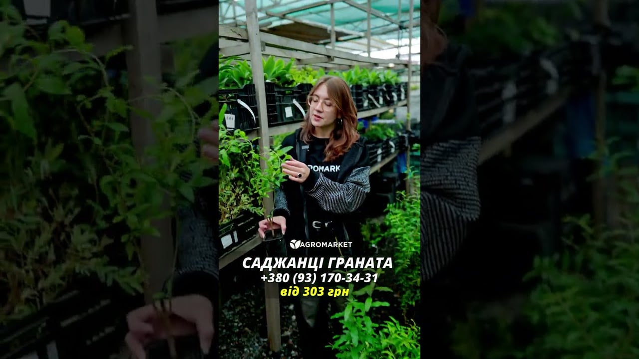 Гранат "Бала Мюрсаль"