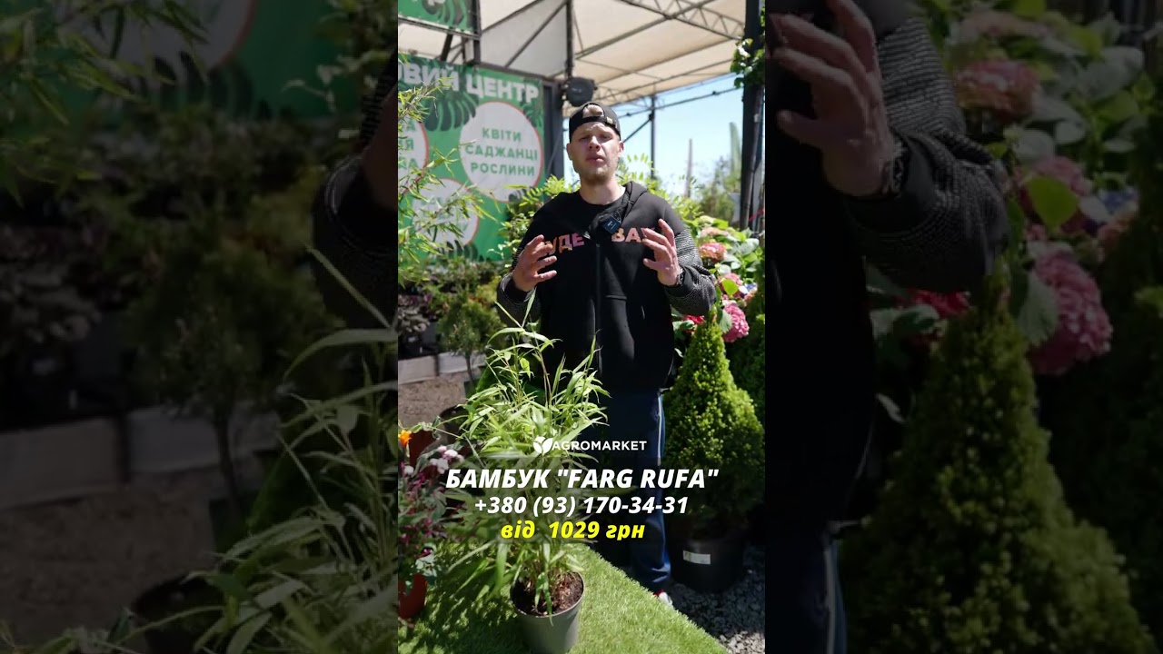 LMTD Бамбук Садовий "Farg Rufa" (висота 40-50см)