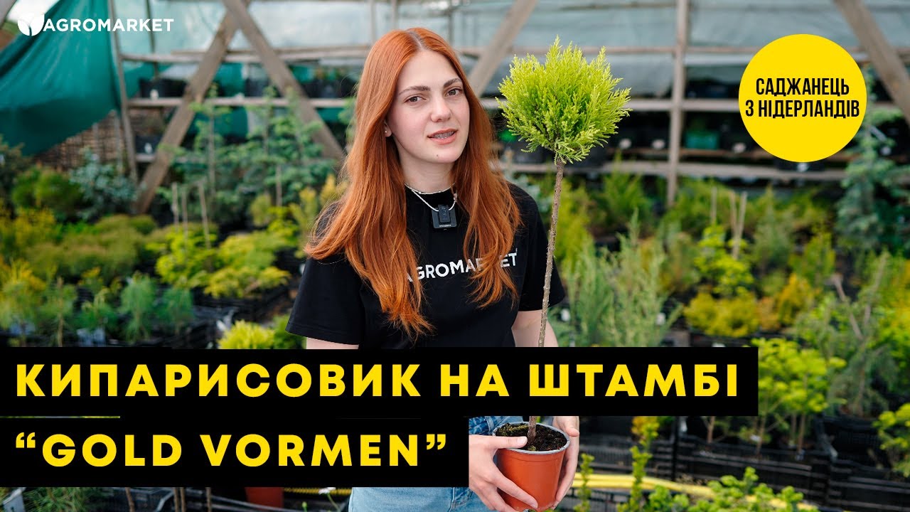 LMTD Кипарисовик на штамбе 3-х летний "Gold Vormen" (40-60см)