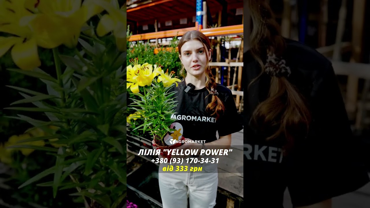 Лилия комнатная "Yellow Power" высота 30-40см
