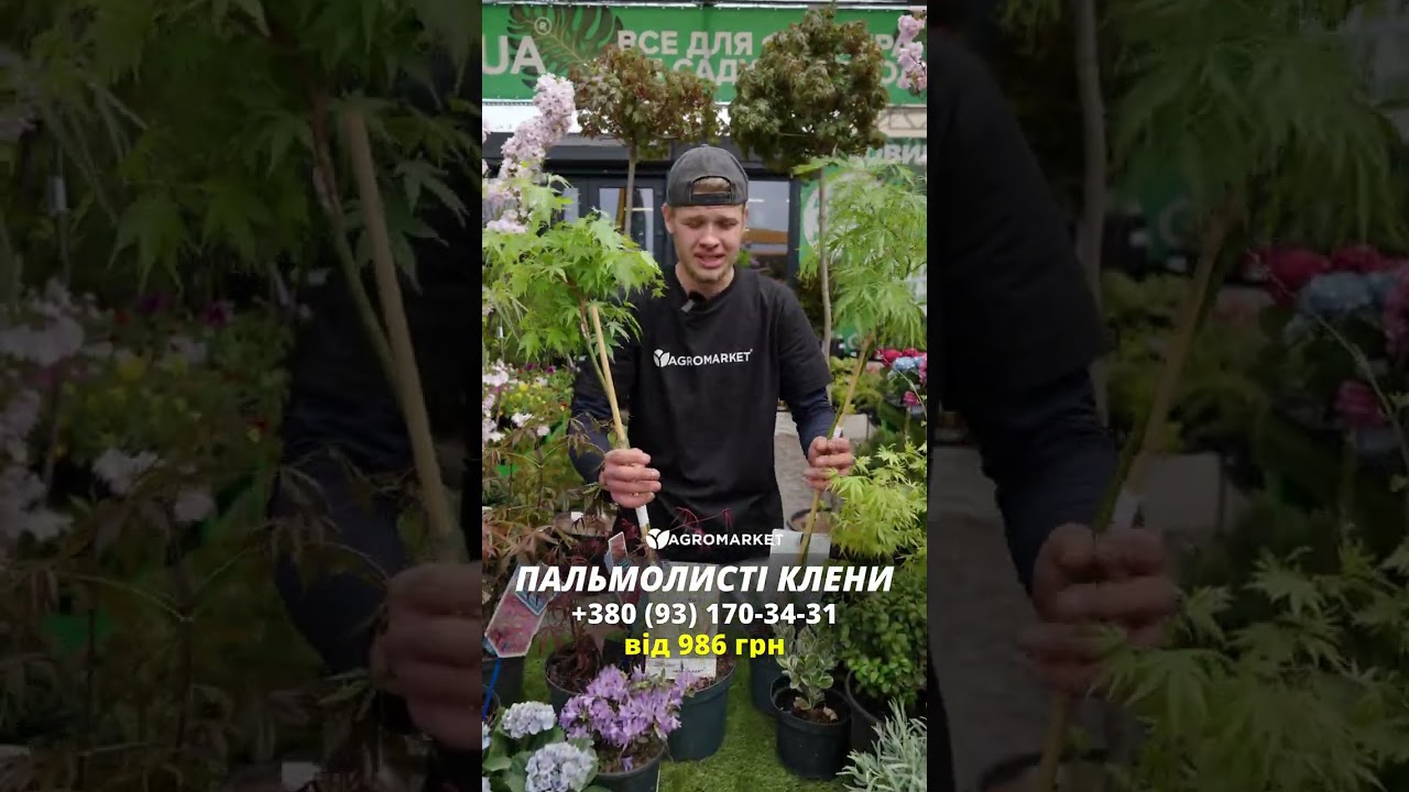Клен 3-х летний японский пальмолистный "Катсура" (Аcer palmatum Katsura) С3, высота 60-80см