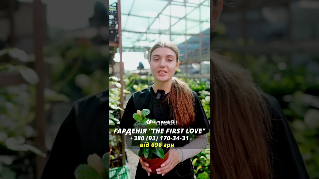 Гардения жасминовидная "The first love" (Gardenia jasminoides)