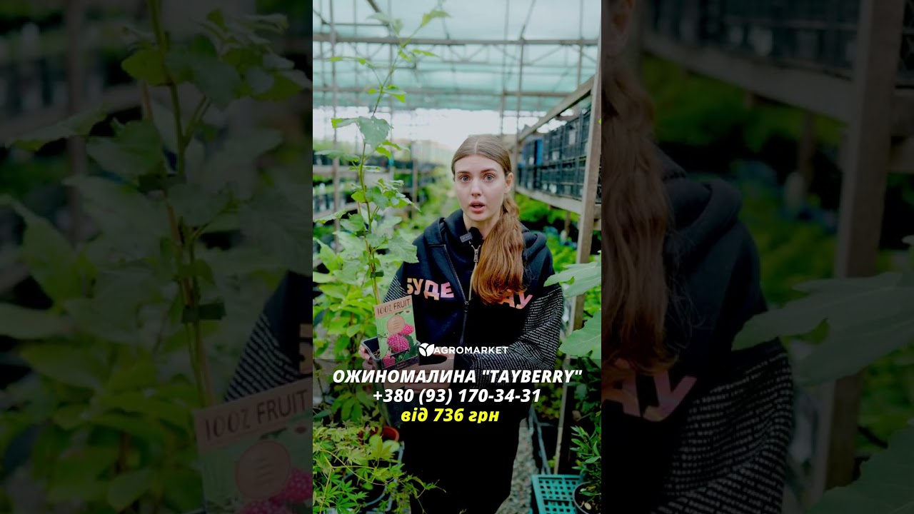 LMTD Ежемалина "Tayberry" (сортовая, укорененная)