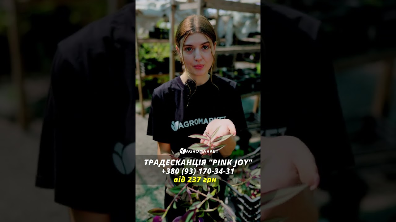 Традесканція ампельна «Pink Joy»