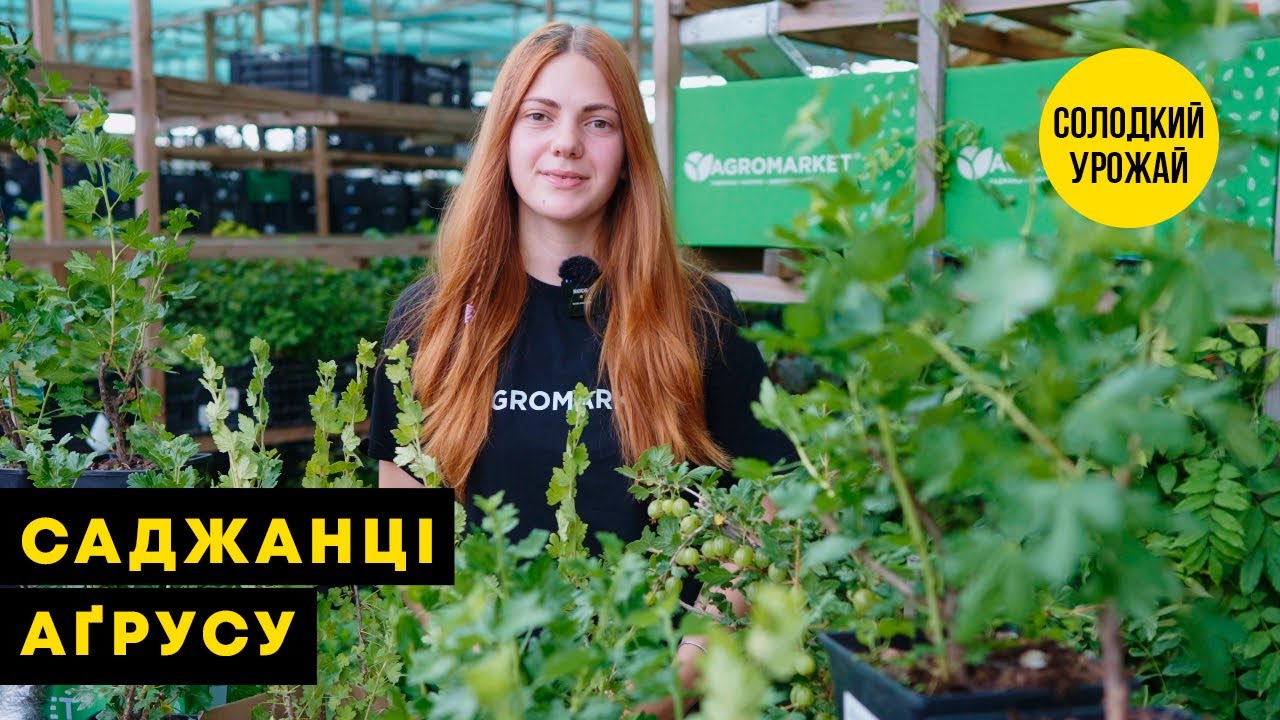 Агрус "Серенада" (пізній термін дозрівання, сорт високозімостойкий)