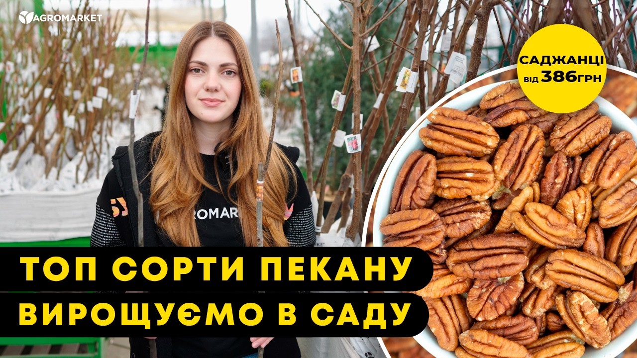 Орех Пекан "Barton" (неприхотливый, высокоурожайный)