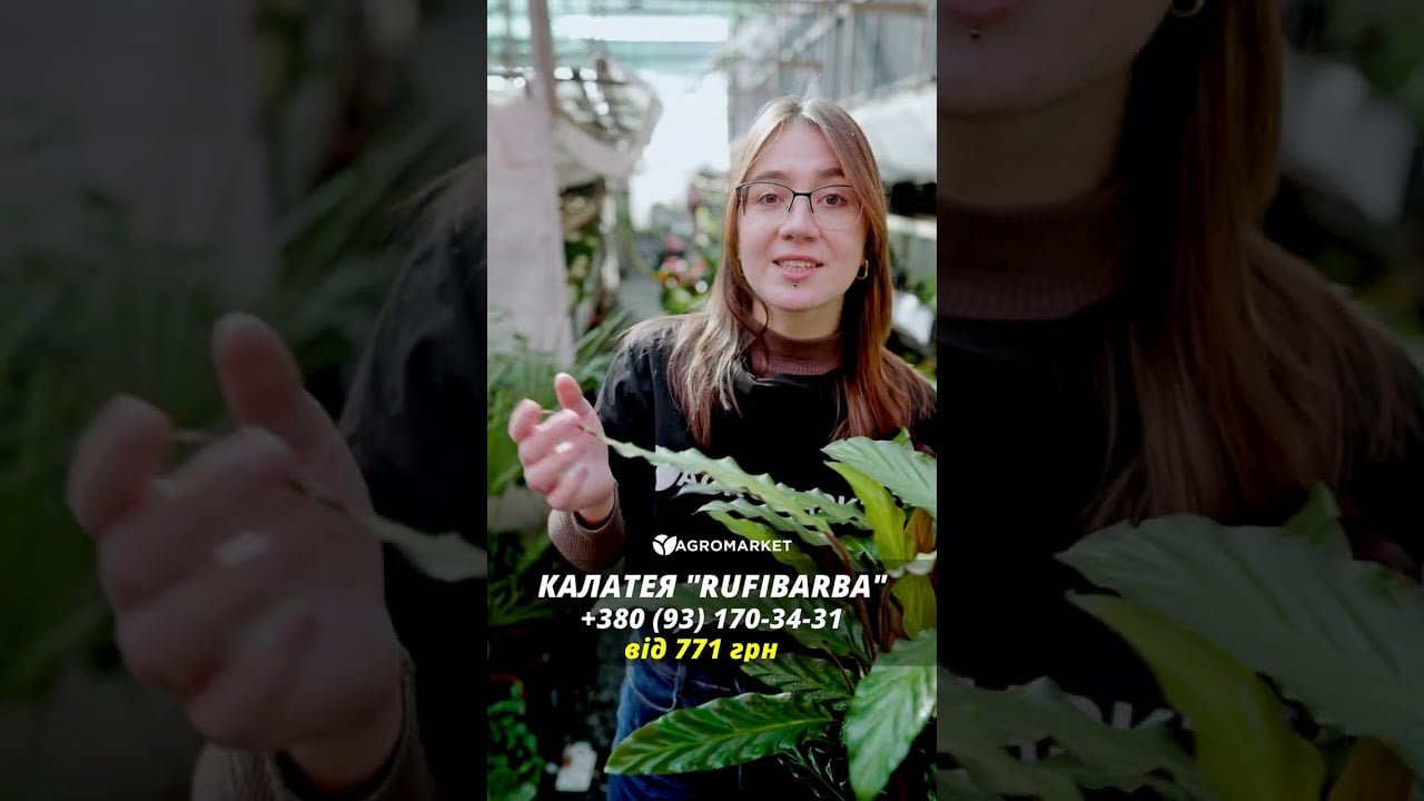 Калатея "Rufibarba"