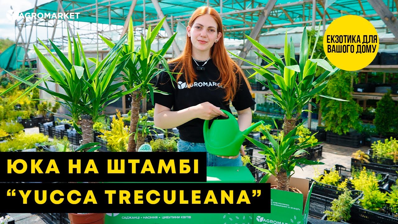 LMTD Юка на штамбі 2-х ярусна "Yucca Treculeana" (80-100см)