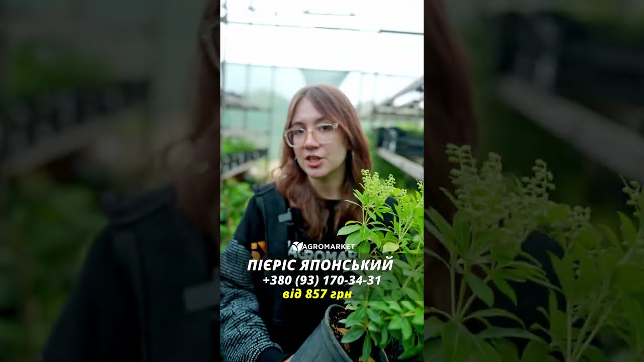 Пиерис японский 2-х летний "Mountain Fire" вазон С1.5