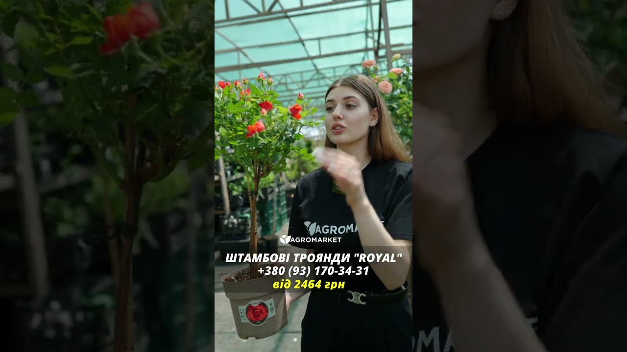 LMTD Роза на штамбе цветущая 3-х летняя "Royal Oranje" (укорененный саженец в горшке, высота50-80см)