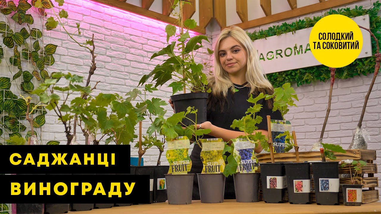 ВИНОГРАД ВОДОГРАЙ: купить саженцы винограда водограй в Одессе, Киеве иУкраине - Agro-Market