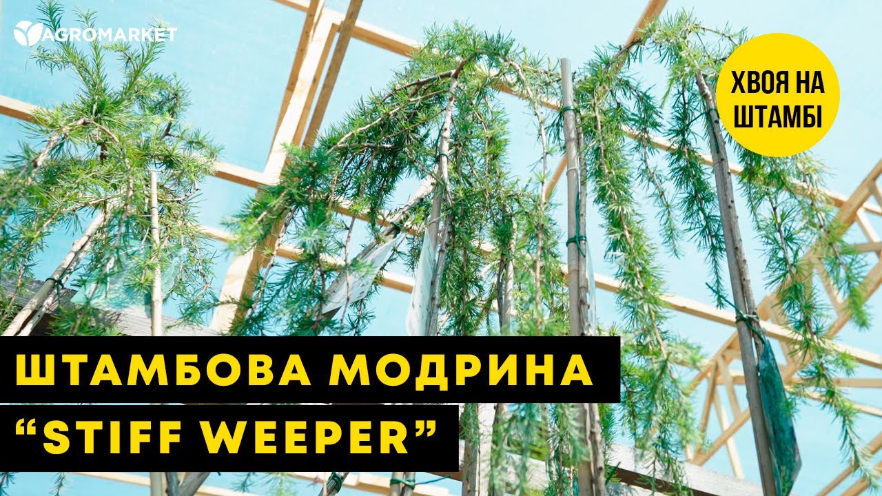 Лиственница японская "Стиф випер" (Stiff weeper) горшок P9