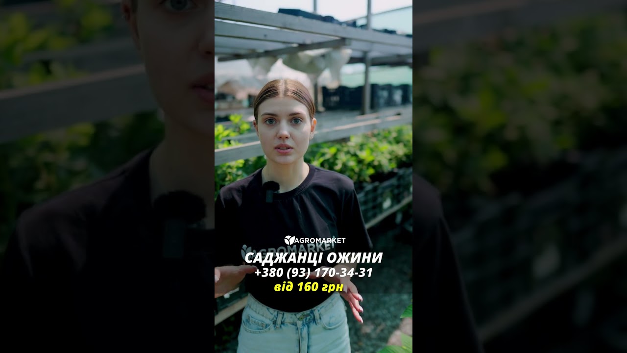 Ежевика крупноплодная "Бжезина" (Brzezina)