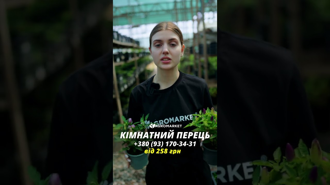 Перец комнатный "Yellow Red" острый (съедобный, декоративный)