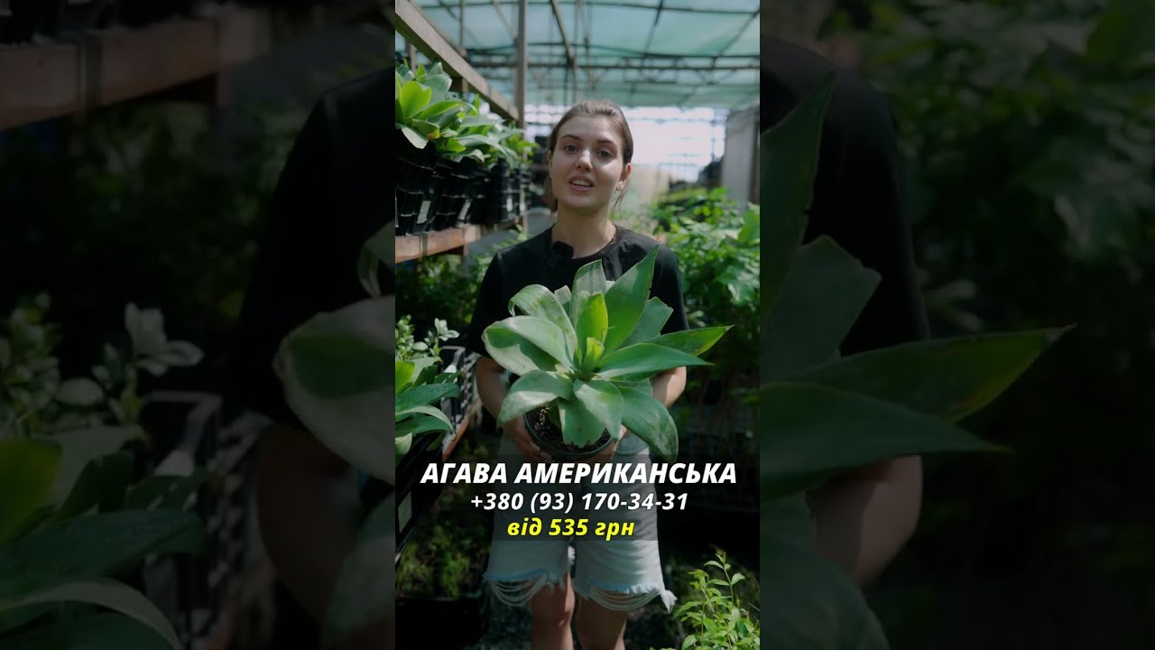 Агава американська "Latifolia" (кадкова, вічнозелена, екзотична рослина)