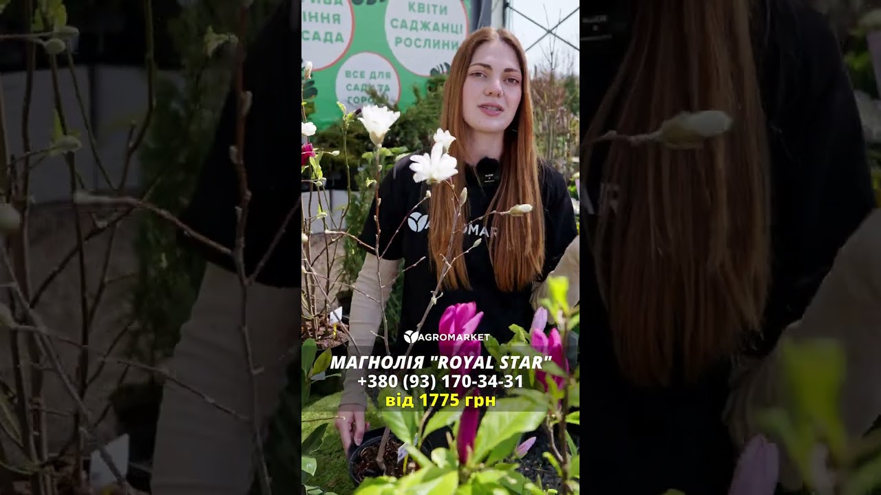 Магнолия 3-х летняя звёздчатая "Royal Star" (высота 40-50см)