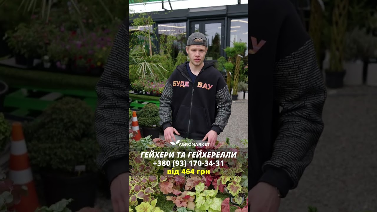Гейхера (Heuchera) "Palace Purple" 1 шт