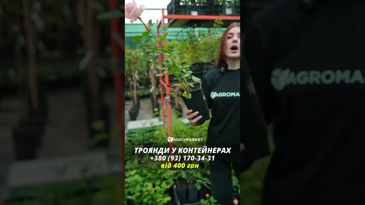 Роза чайно-гибридная "Paul Neyron" в контейнере, высший сорт