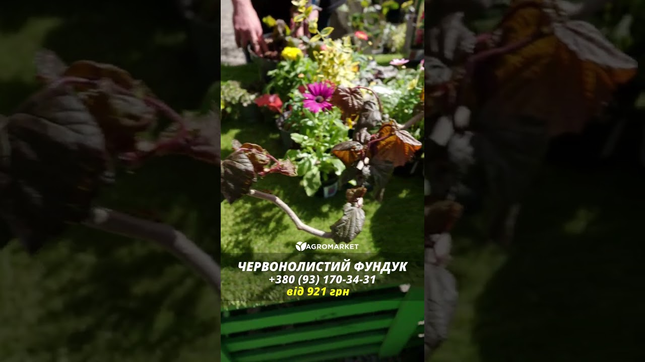 Фундук "Сирена" (краснолистный, средний срок созревания, перекрёстное опыление, садить по 2 шт) 