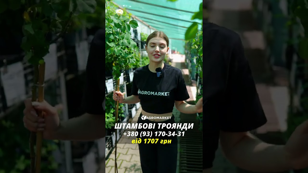 Роза штамбовая "Дабл Делайт" (саженец класса АА+) высший сорт