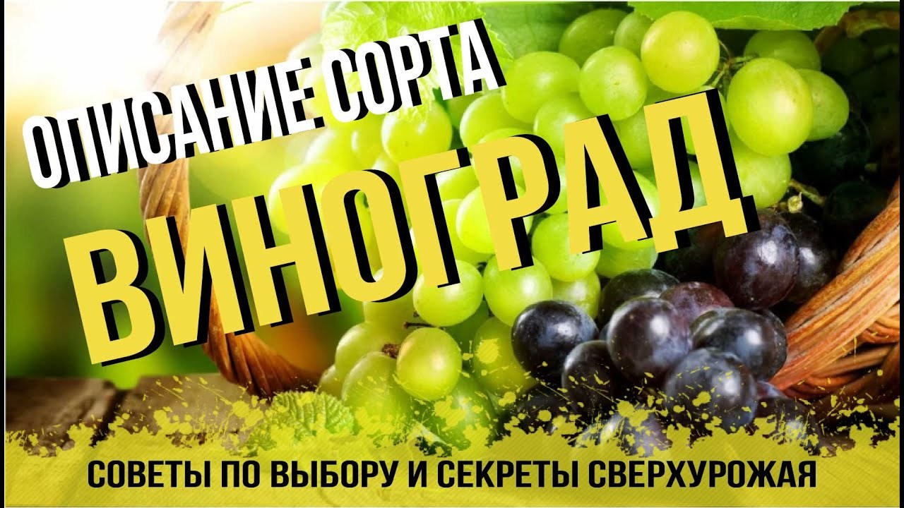Эксклюзив! Виноград янтарно-белый "Звездочка" (Star) (премиальный один из лучших сортов)