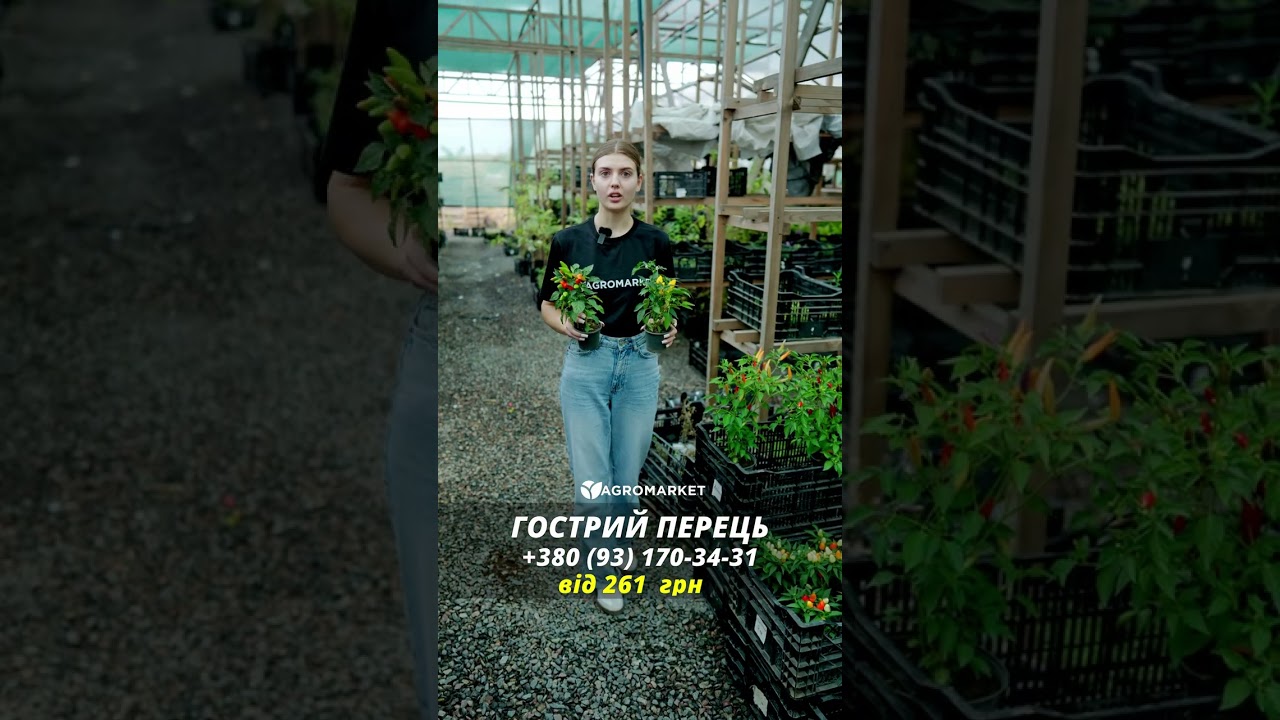 Перец комнатный "Oraneta" сладкий (съедобный, декоративный)
