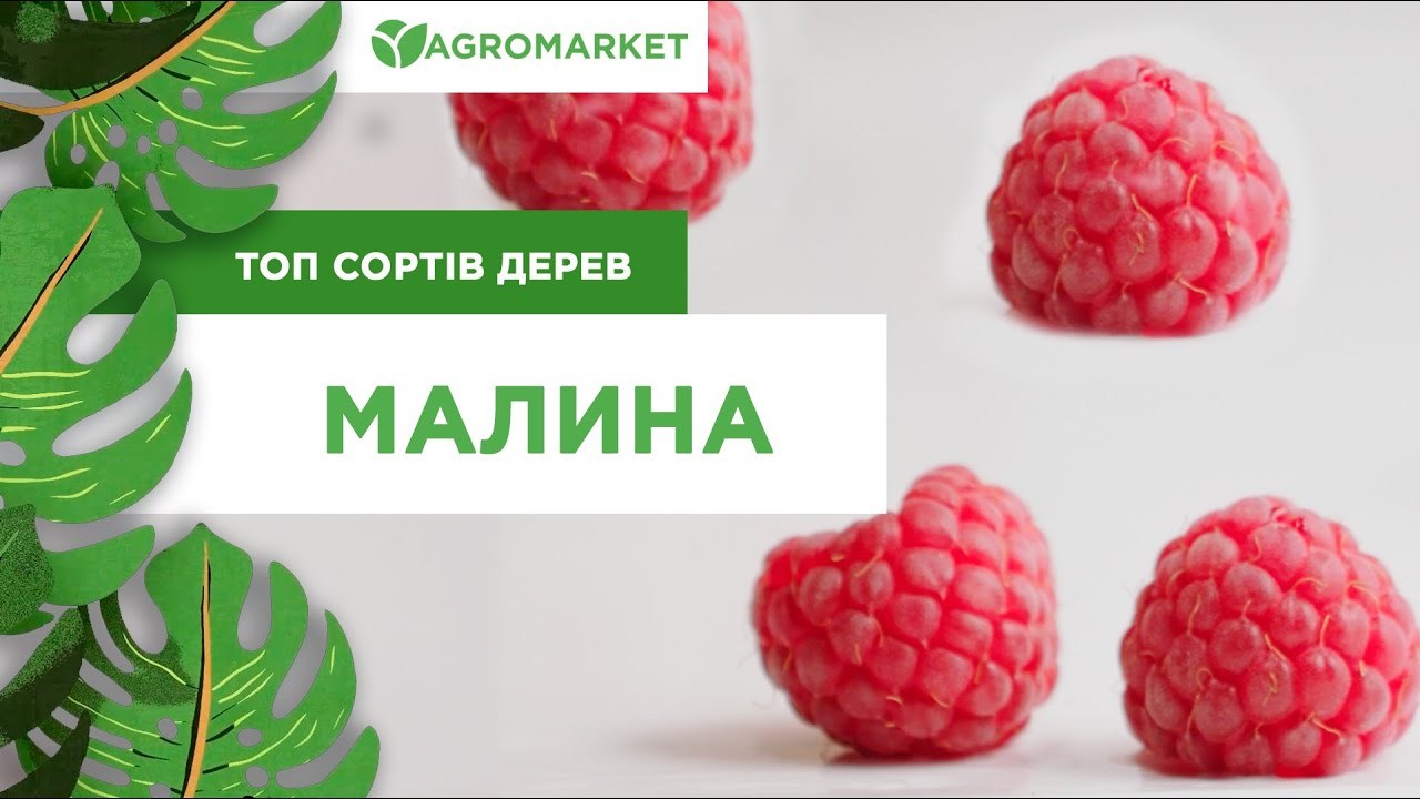 Эксклюзив! Малиновое дерево ярко-красное "Канадское" (Canadian) (премиальный, высокоурожайный сорт)