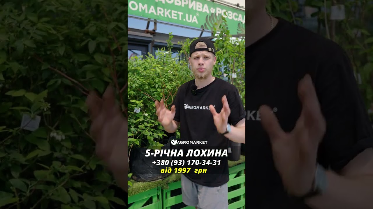 Голубика 5-и летняя "Дарроу" (Darrow) контейнер 40л