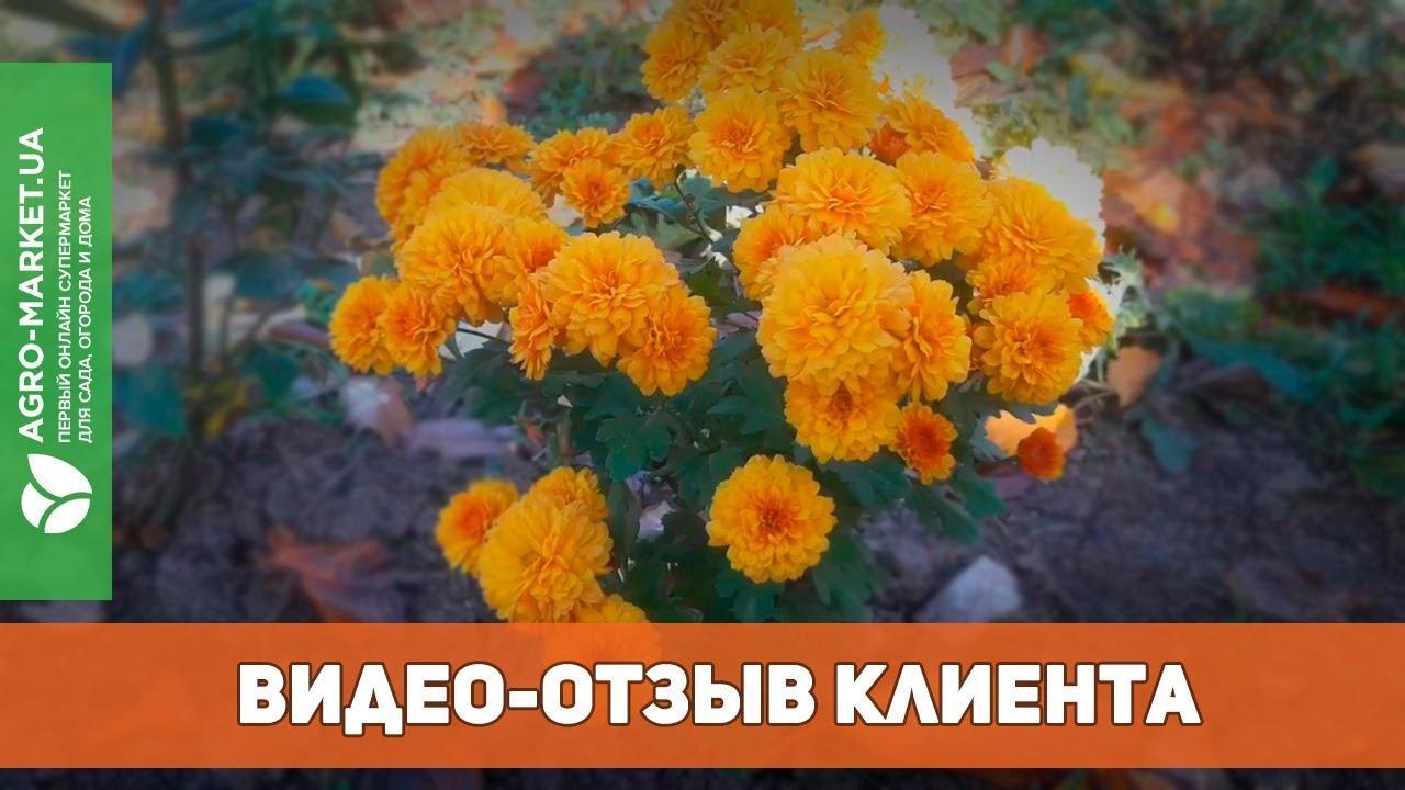 Жоржина суміш (у банці) ТМ "Весна Органік" 3г