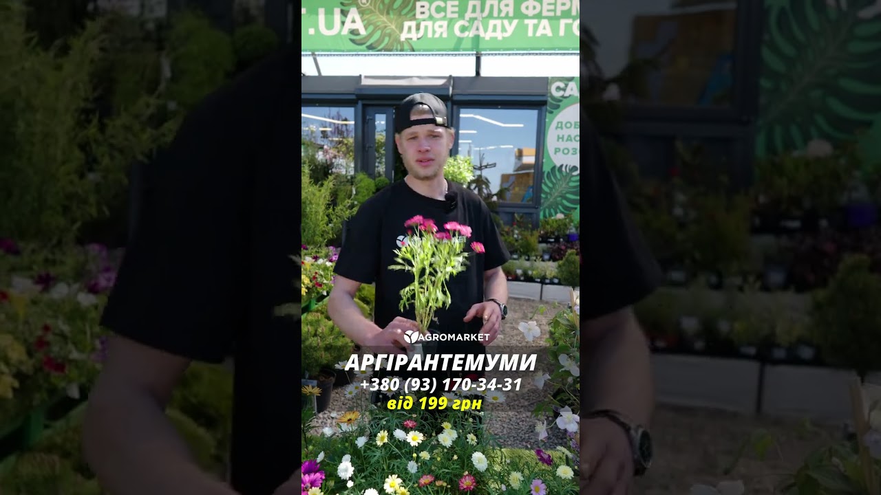 Аргірантемум "Angelic Giant Pink" (контейнер № 10, висота 15 см)