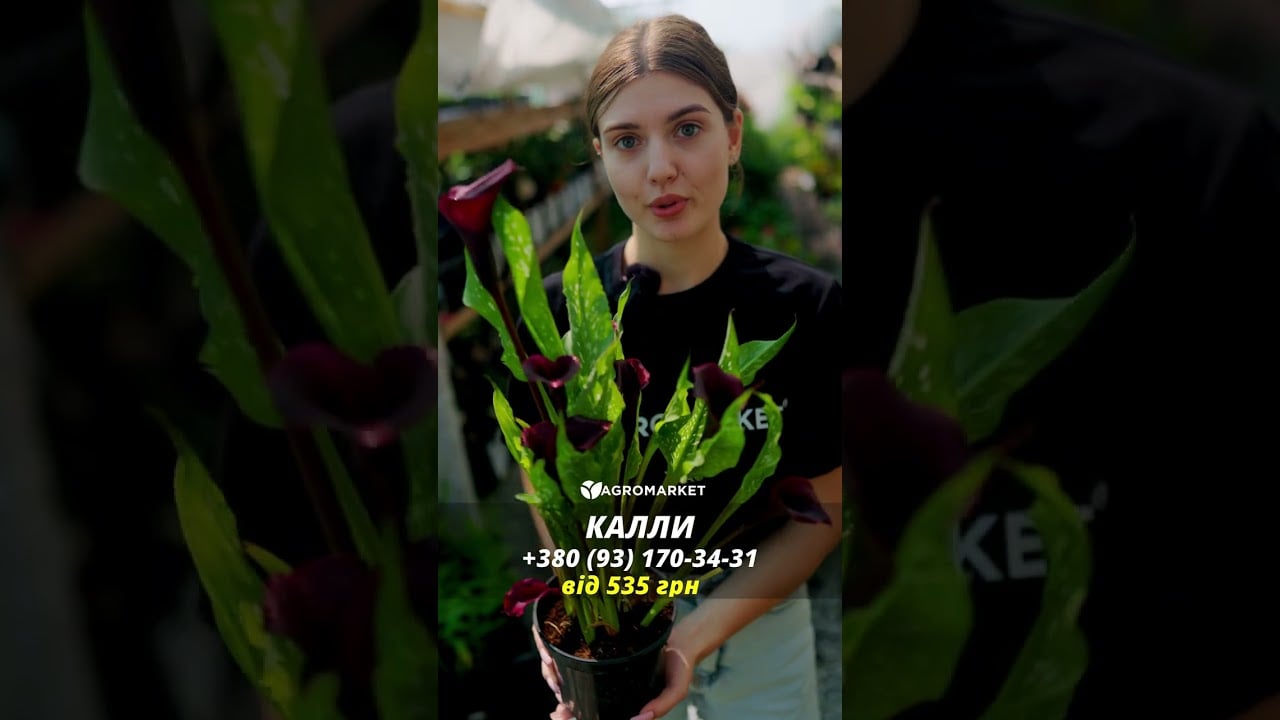 Калла "Fancy Art" (С1,5 высота 20-40см)