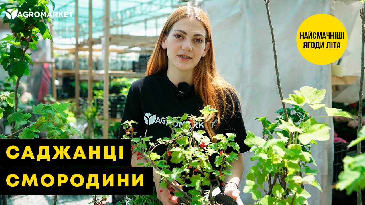 LMTD Смородина "White Hollander" (сортова, укорінена)