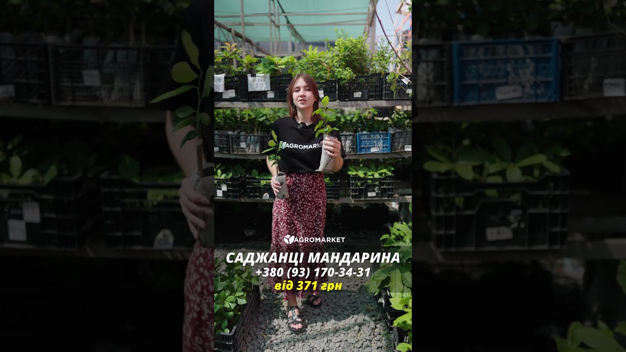 Эксклюзив! Мандарин оранжевый "Мандариновый рай" (Mandarin paradise) (премиальный супер сочный сорт)