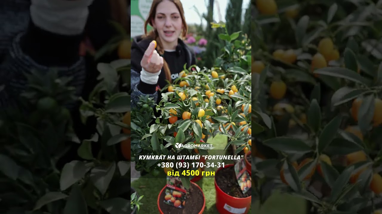 LMTD Кумкват на штамбе с плодом 5-и летний "Fortunella" (45-65см)