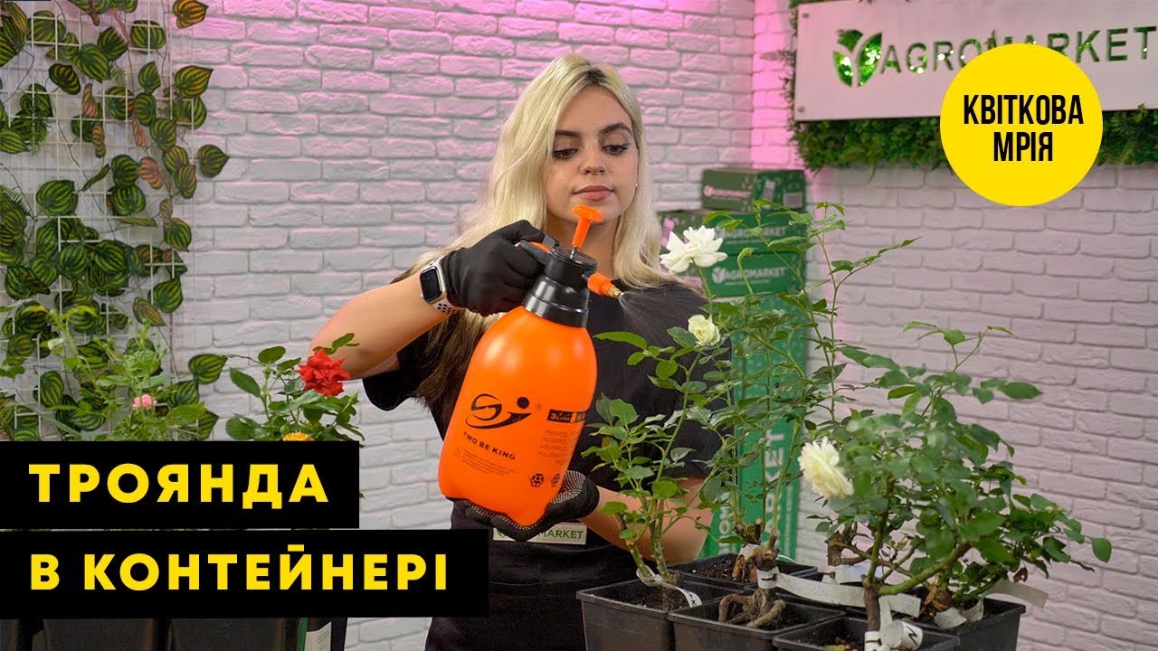 Роза чайно-гибридная "Рэд Пиано" в контейнере, высший сорт