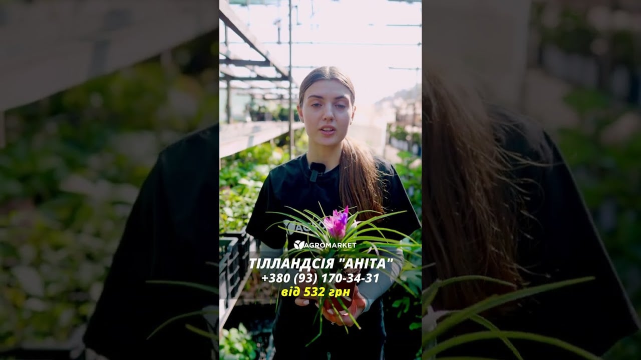 Тілландсія "Аніта" (Tillandsia Cyanea)