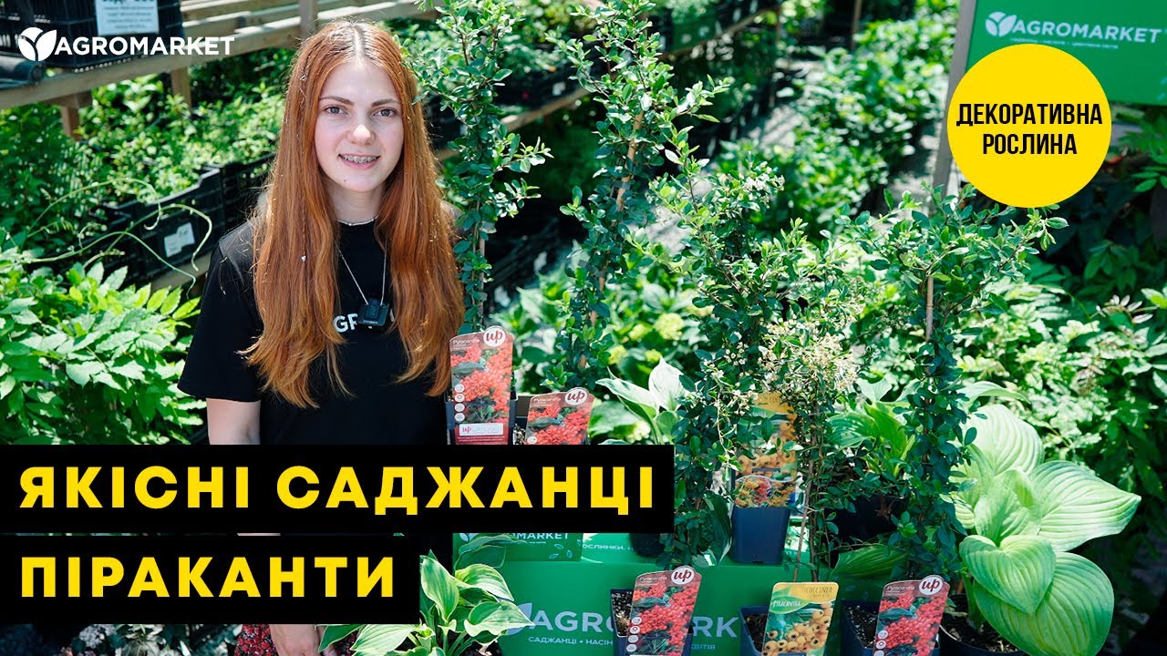 Пираканта (живая изгородь) "Orange Charmer" 
