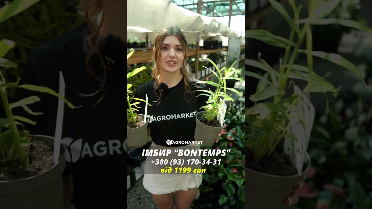 LMTD Имбирь комнатный Zingiber officinale `Bontemps`  высота 15-25см