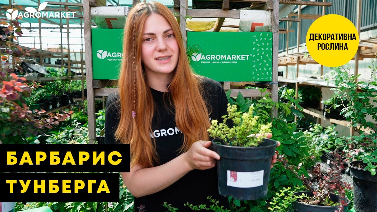 Барбарис Тунберга "Orange Rocket" (контейнер P9)