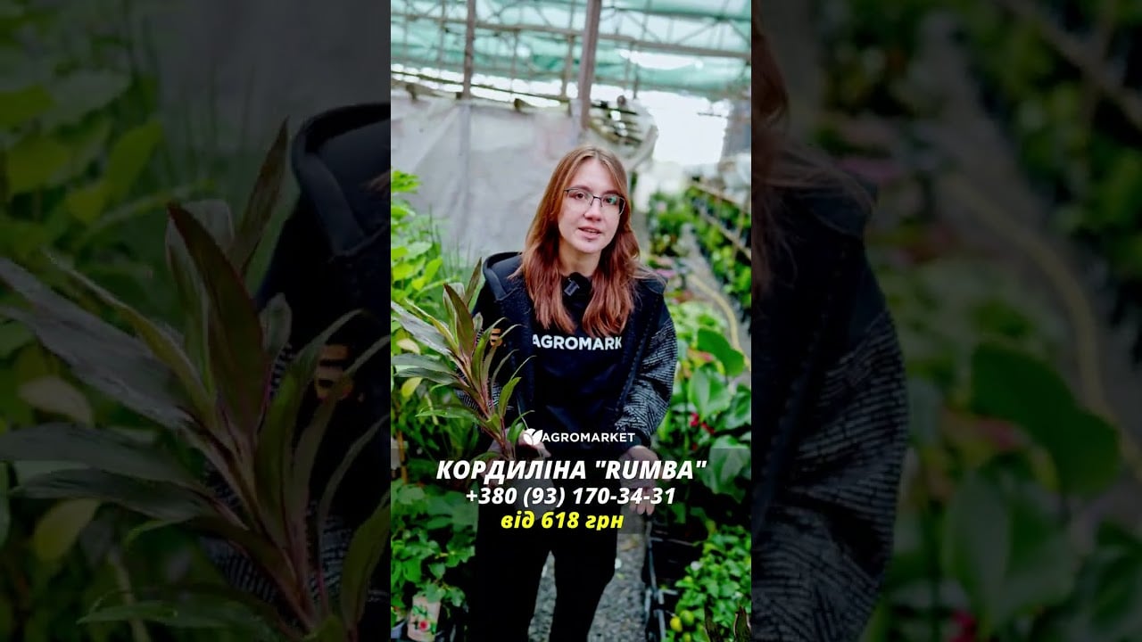LMTD Кордилина "Rumba" (высота 35-45см) вазон 12