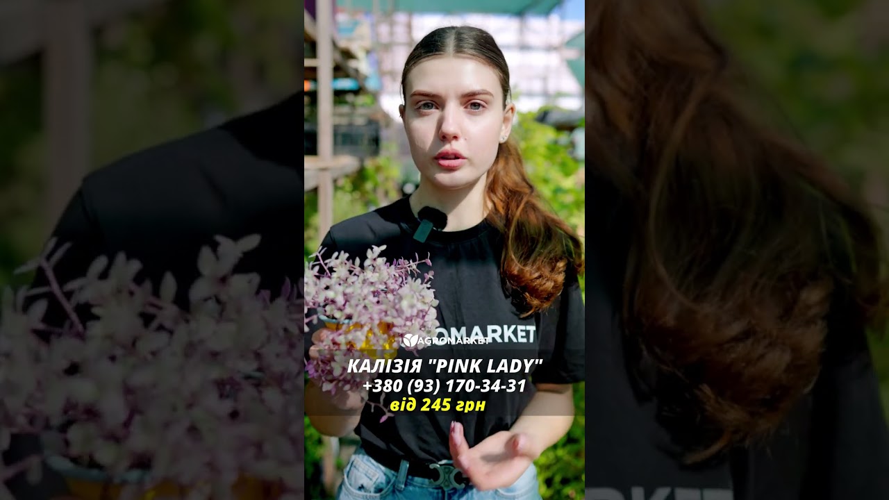 Калізія повзуча "Pink Lady"