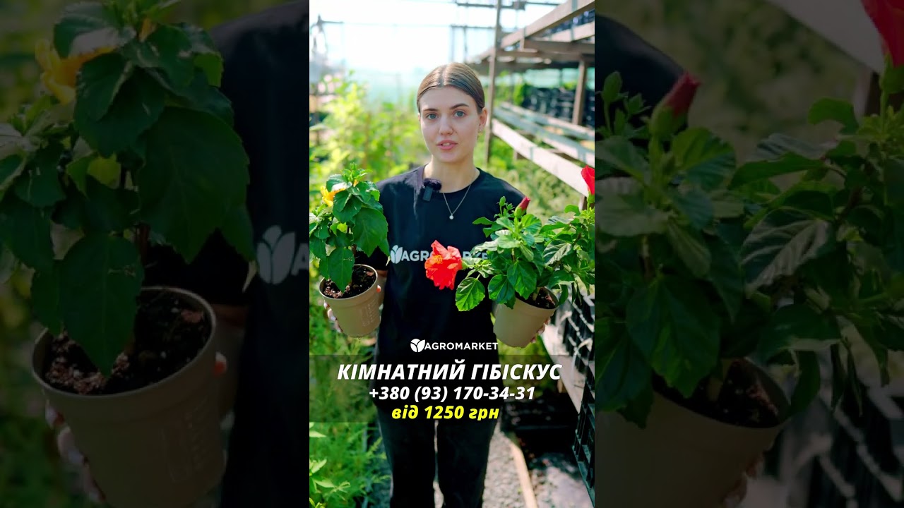Гібіскус кімнатний "Boreas Yellow"