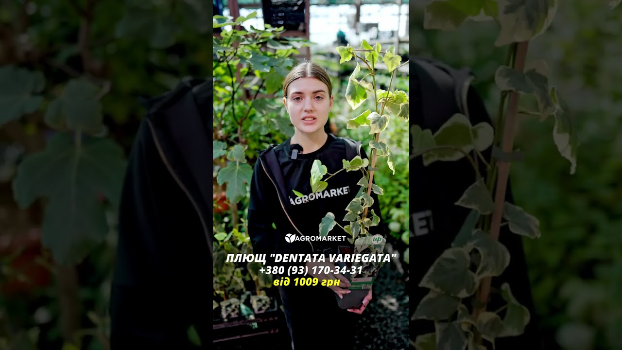 LMTD Плющ "Dentata Variegata" (высота 60-70см)
