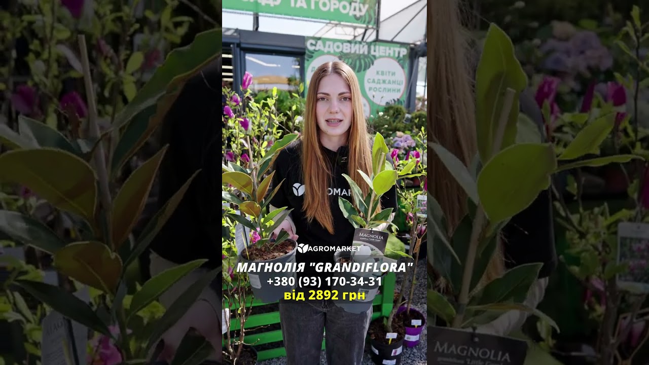 LMTD Магнолія Королівська "Grandiflora" 3-річна (висота 40-50см)