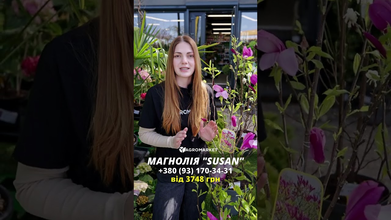 LMTD Магнолія "Susan" 5-річна (висота 100-110см)