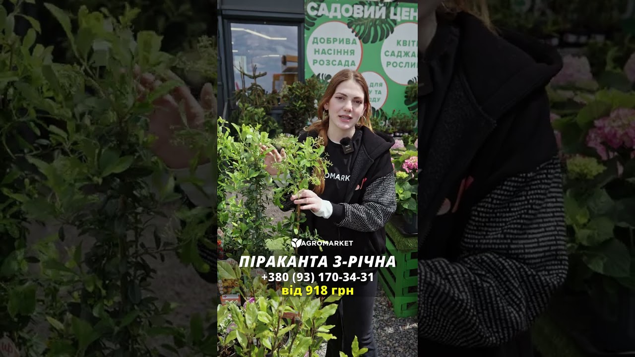 Пираканта "Orange Glow" 3-х летняя (высота 60-80см)