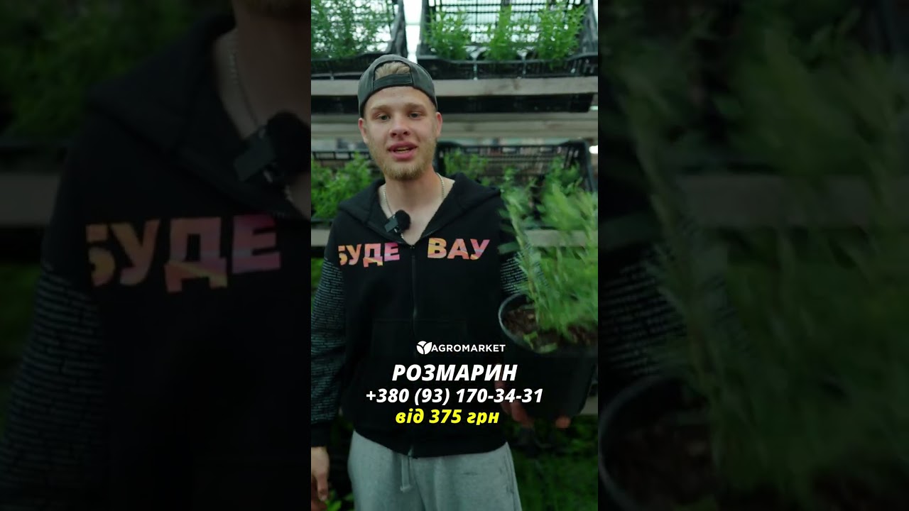 Розмарин лекарственный "Speedy" 